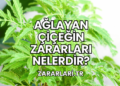 Ağlayan Çiçeğin Zararları Nelerdir?