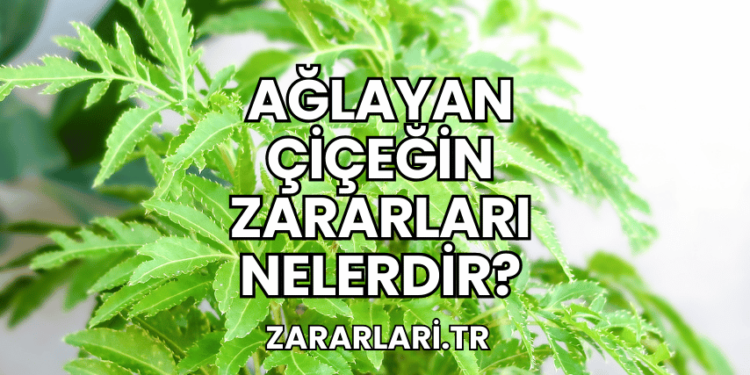 Ağlayan Çiçeğin Zararları Nelerdir?