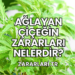 Ağlayan Çiçeğin Zararları Nelerdir?
