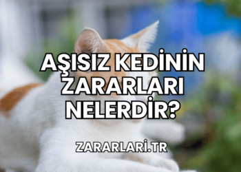 Aşısız Kedinin Zararları Nelerdir?