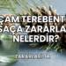Çam Terebentin Saça Zararları Nelerdir?