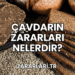 Çavdarın Zararları Nelerdir?