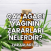 Çay Ağacı Yağının Zararları Nelerdir?