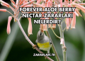 Forever Aloe Berry Nectar Zararları Nelerdir?