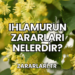 Ihlamurun Zararları Nelerdir?