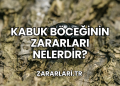 Kabuk Böceğinin Zararları Nelerdir?