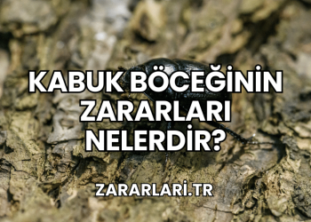 Kabuk Böceğinin Zararları Nelerdir?