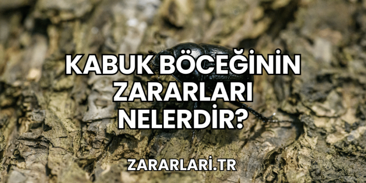 Kabuk Böceğinin Zararları Nelerdir?