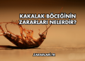 Kakalak Böceğinin Zararları Nelerdir?
