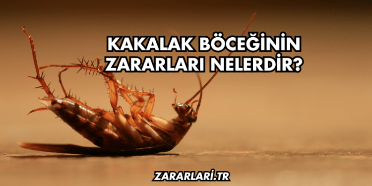 Kakalak Böceğinin Zararları Nelerdir?