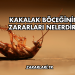 Kakalak Böceğinin Zararları Nelerdir?