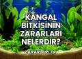 Kangal Bitkisinin Zararları Nelerdir?
