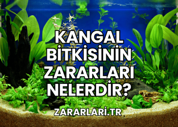 Kangal Bitkisinin Zararları Nelerdir?