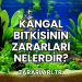 Kangal Bitkisinin Zararları Nelerdir?