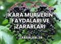 Kara Mürverin Faydaları ve Zararları