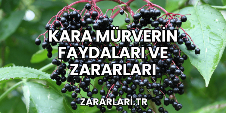 Kara Mürverin Faydaları ve Zararları