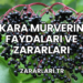 Kara Mürverin Faydaları ve Zararları
