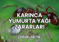Karınca Yumurta Yağı Zararları