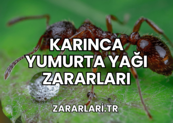Karınca Yumurta Yağı Zararları