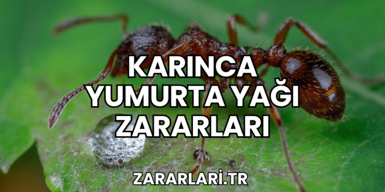 Karınca Yumurta Yağı Zararları