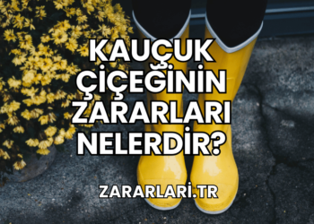Kauçuk Çiçeğinin Zararları Nelerdir?