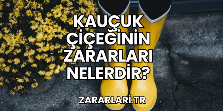 Kauçuk Çiçeğinin Zararları Nelerdir?