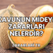Kavunun Mideye Zararları Nelerdir?