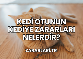 Kedi Otunun Kediye Zararları Nelerdir?
