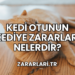 Kedi Otunun Kediye Zararları Nelerdir?