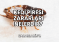 Kedi Piresi Zararları Nelerdir?