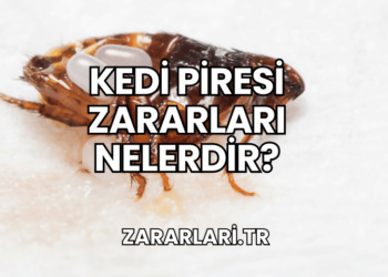 Kedi Piresi Zararları Nelerdir?