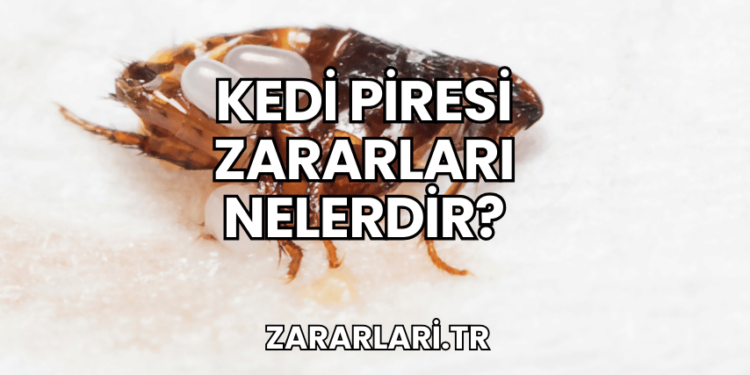 Kedi Piresi Zararları Nelerdir?
