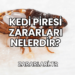 Kedi Piresi Zararları Nelerdir?