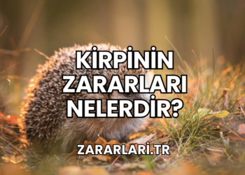 Kirpinin Zararları Nelerdir?