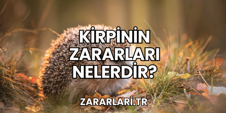 Kirpinin Zararları Nelerdir?