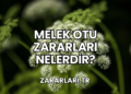 Melek Otu Zararları Nelerdir?