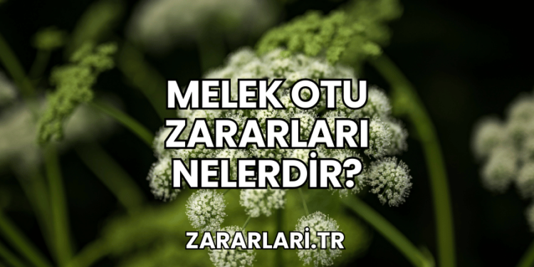 Melek Otu Zararları Nelerdir?
