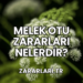Melek Otu Zararları Nelerdir?