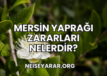 Mersin Yaprağı Zararları Nelerdir