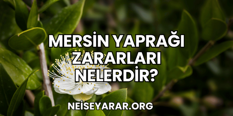 Mersin Yaprağı Zararları Nelerdir