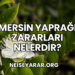 Mersin Yaprağı Zararları Nelerdir
