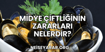 Midye Çiftliğinin Zararları Nelerdir?