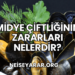Midye Çiftliğinin Zararları Nelerdir?