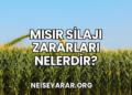 Mısır Silajı Zararları Nelerdir?