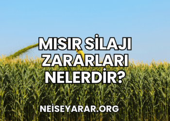 Mısır Silajı Zararları Nelerdir?