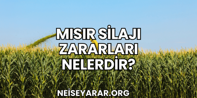 Mısır Silajı Zararları Nelerdir?