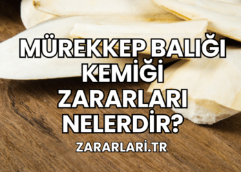 Mürekkep Balığı Kemiği Zararları Nelerdir?