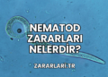 Nematod Zararları Nelerdir?