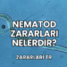 Nematod Zararları Nelerdir?