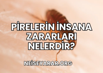 Pirelerin İnsana Zararları Nelerdir?